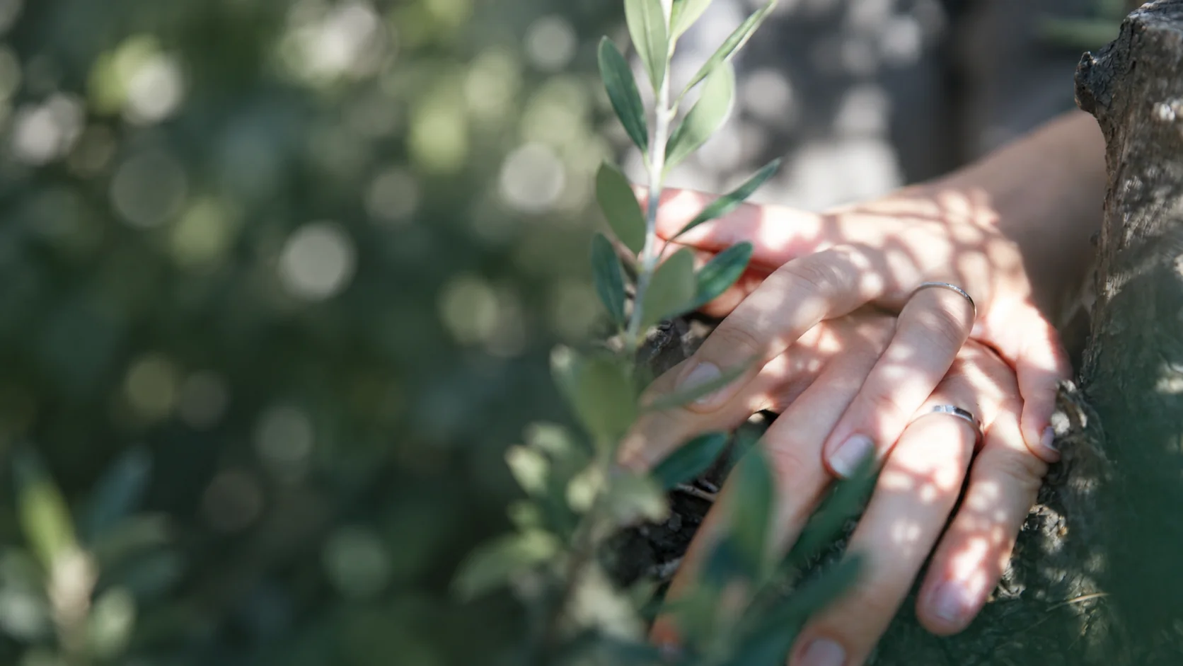 Alliances de mariage photographiées en Provence
